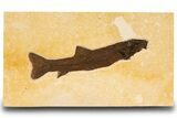 Uncommon Fossil Fish (Notogoneus) - Wyoming #299813-1